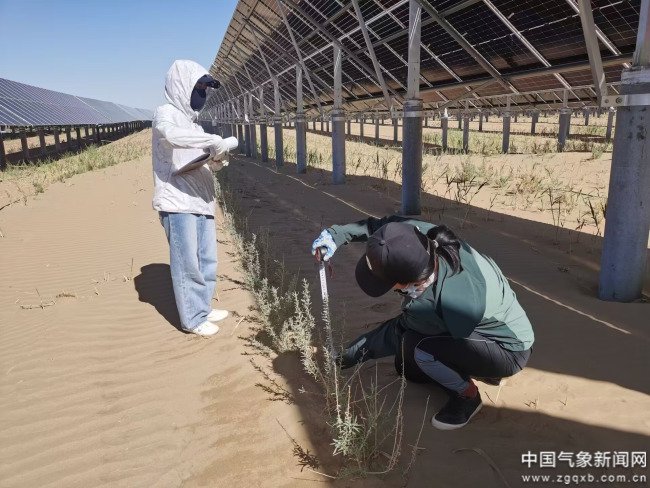 阿拉善盟气象局技术人员在生态光伏区开展植被监测。常佩静摄影