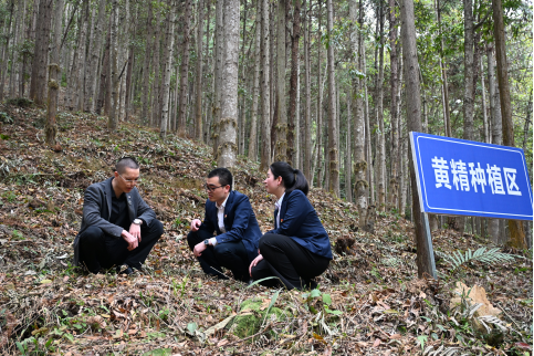 图：盘古制药郭志鹏正向农行工作人员介绍刚冒头的黄精嫩芽（储志强摄）