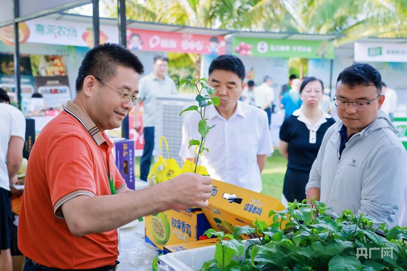 3月24日，2026热带水果产业发展大会现场展出的热带水果种苗（央广网记者 付美斌 摄）