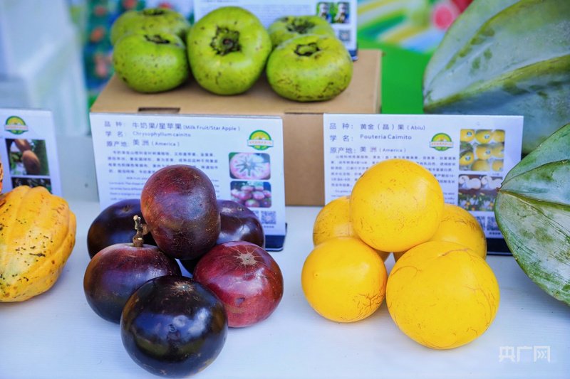 现场展示的热带水果（央广网记者 付美斌 摄）