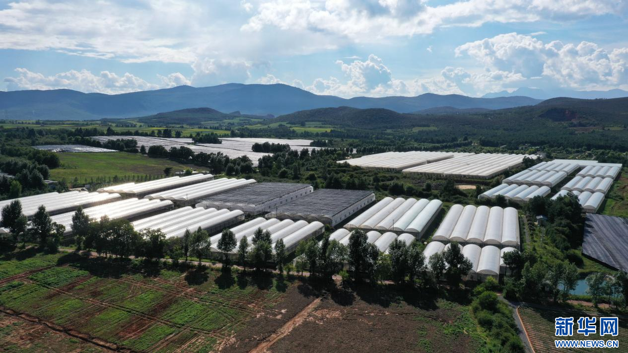 2021年4月10日，云南白药集团丽江太安种源繁育基地（资料图）。新华网发