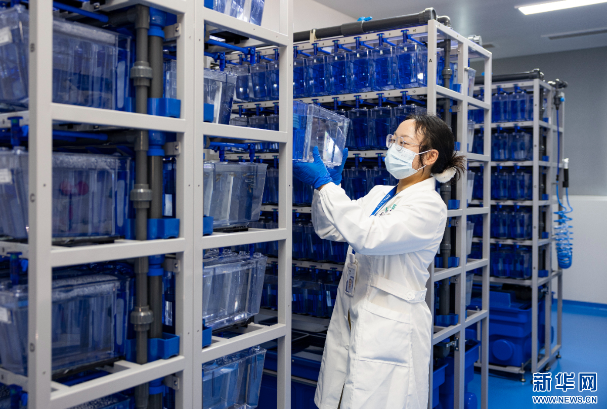   2024年11月10日，贝泰妮云南特色植物提取实验室斑马鱼实验现场（资料图）。新华网发