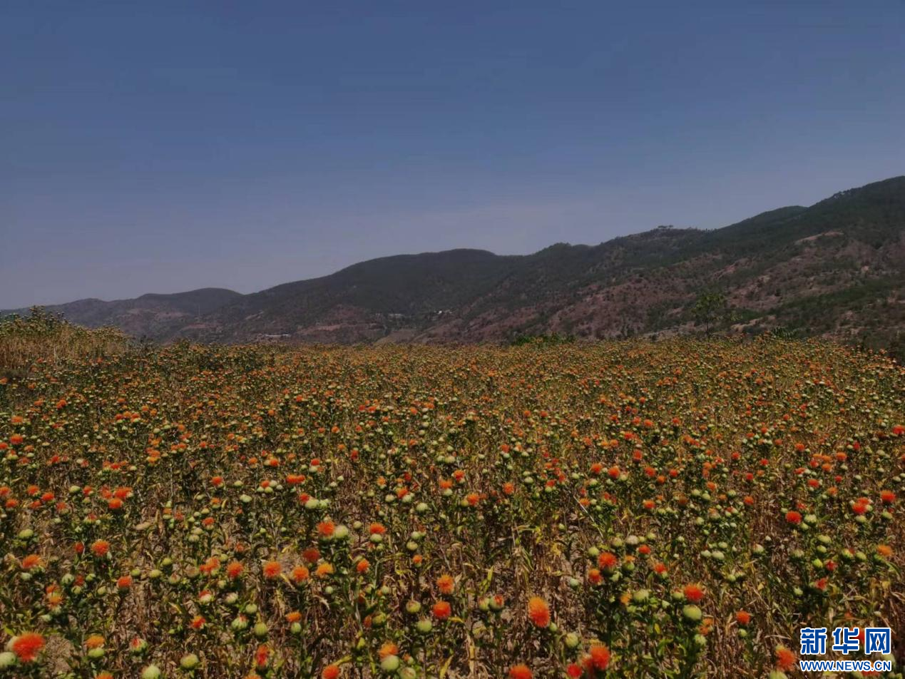   2025年4月6日，云南白药集团红花GAP 种植基地（资料图）。新华网发