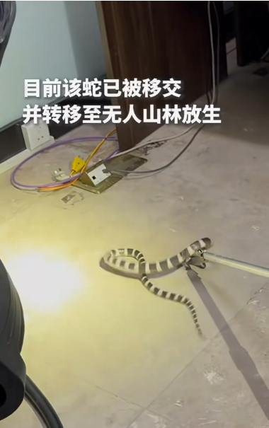 湖北一政务大厅惊现银环蛇，专家提醒：被蛇咬伤后均按毒蛇咬伤流程处理