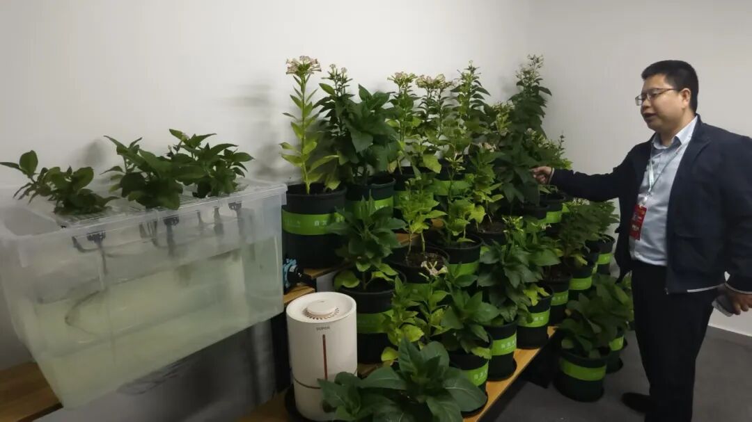 △ 相关负责人在介绍发光植物的市场前景。