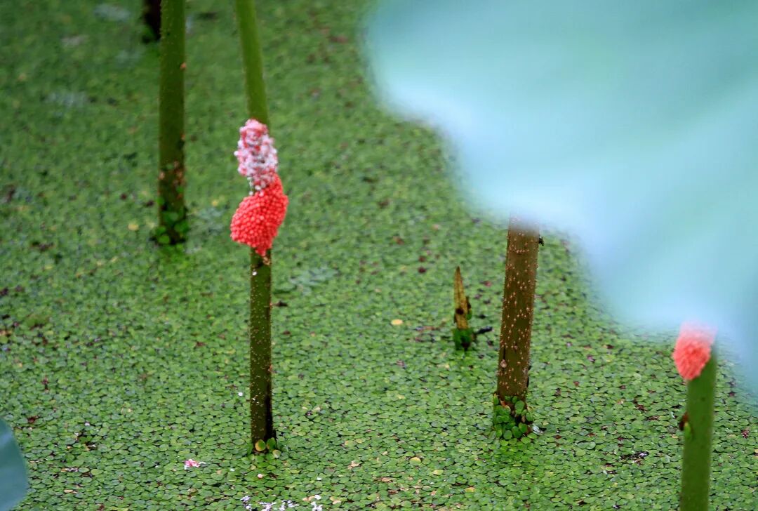别碰！别吃！一只福寿螺体内寄生虫多达6000条，官方提醒！