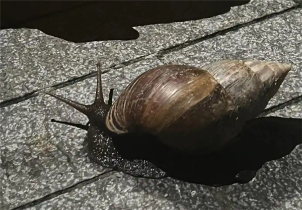 广东暴雨后巨型蜗牛泛滥 专家提醒：携带寄生虫
