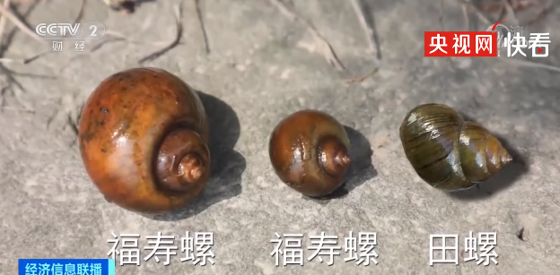 提醒丨别吃！寄生虫多达6000条，这种生物近期正大量出现，严重可致死