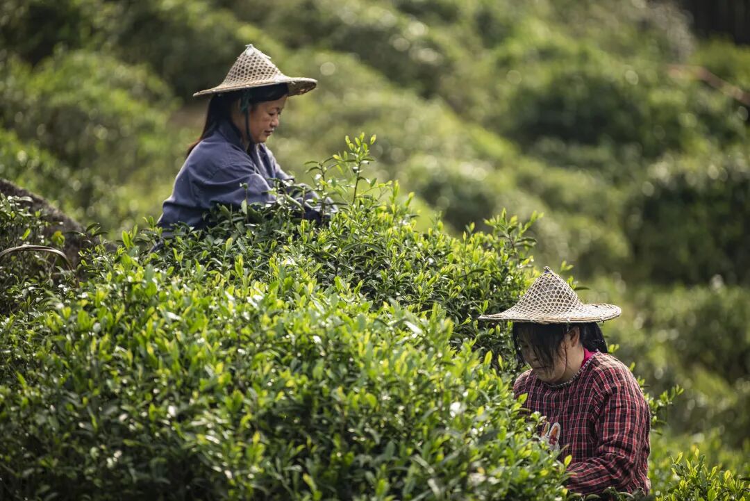 央媒看南平 | 当宁夏中宁的枸杞叶遇上福建武夷山的红茶，两片叶子背后的“山海情”