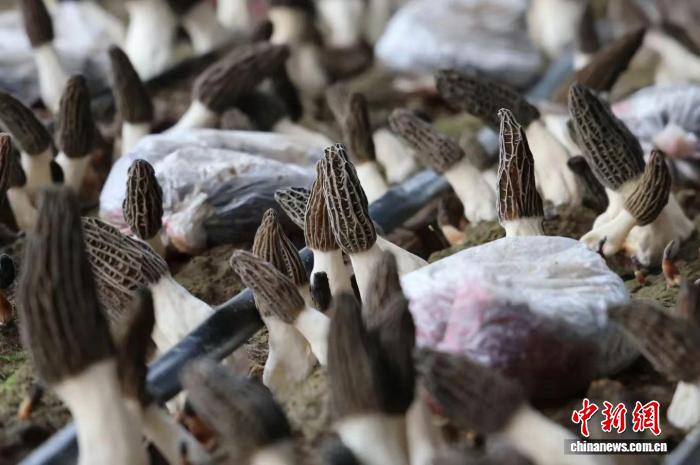 山西忻州忻府區的現代農業示範園區，大棚里褐亮飽滿的羊肚菌破土而出。張媛 攝