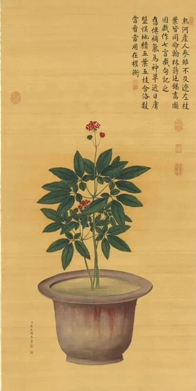 清·蔣廷錫《人參花》絹本
