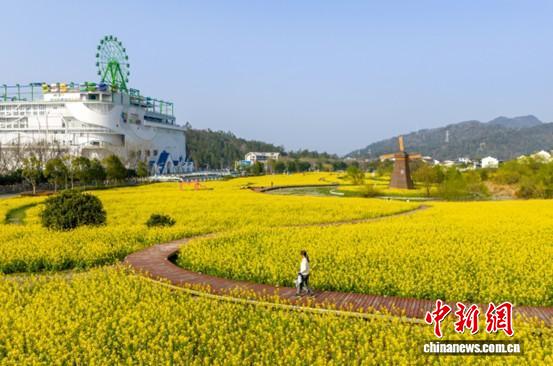 日前，神仙居旅遊渡假區油菜花盛開形成花海。仙居縣委宣傳部 供圖