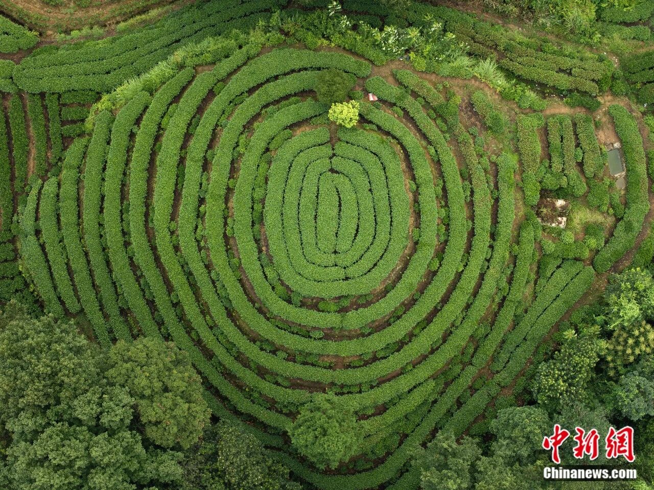 雅安名山區茶園「大地指紋」景觀。楊誌濤 攝