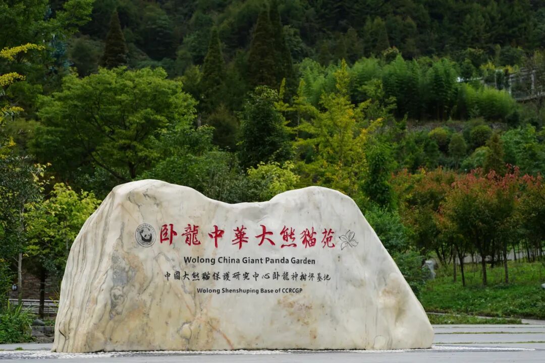 图源：卧龙中华大熊猫苑景区