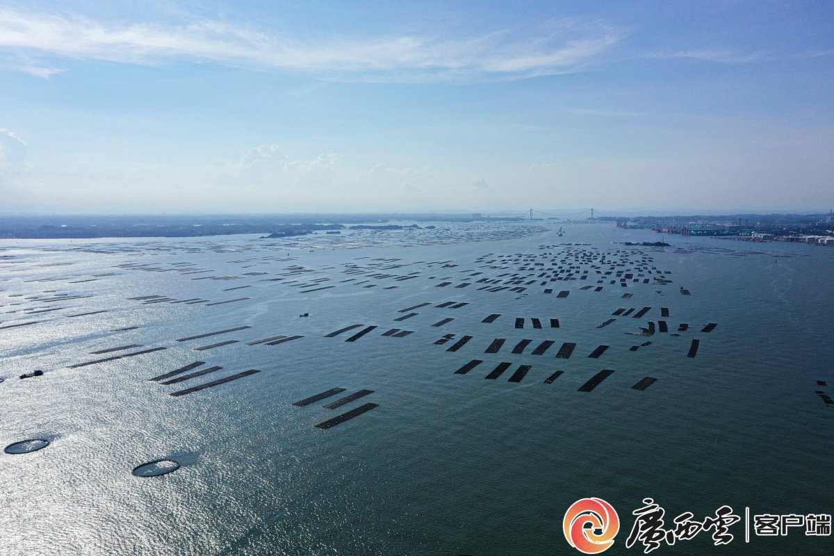 防城港市港口區萬畝蠔排。防城港市港口區委宣傳部供圖