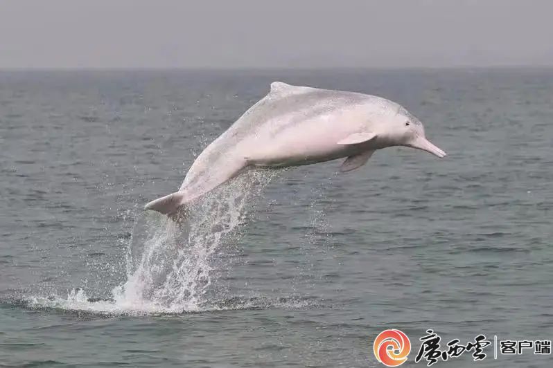 中華白海豚在欽州市三娘灣現身。廣西環境保護宣傳教育中心 供圖
