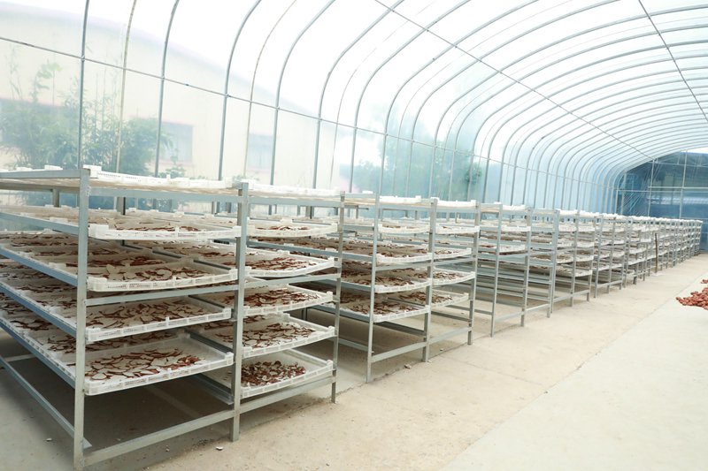 在白沙黎族自治縣青鬆鄉南藥分揀中心，虎乳靈芝被放置在架子上整齊地晾曬。白沙融媒體中心李亞萍攝影