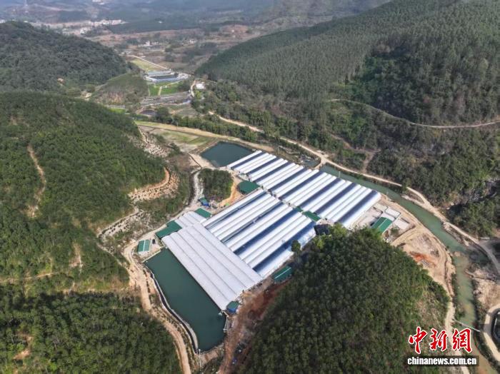 陽山縣太平鎮鰻魚生態養殖基地全景。陳秀妍 供圖