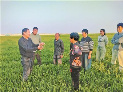 河南省周口市太康縣政協委員王誌強（左一）在田間為農戶講解技術要點