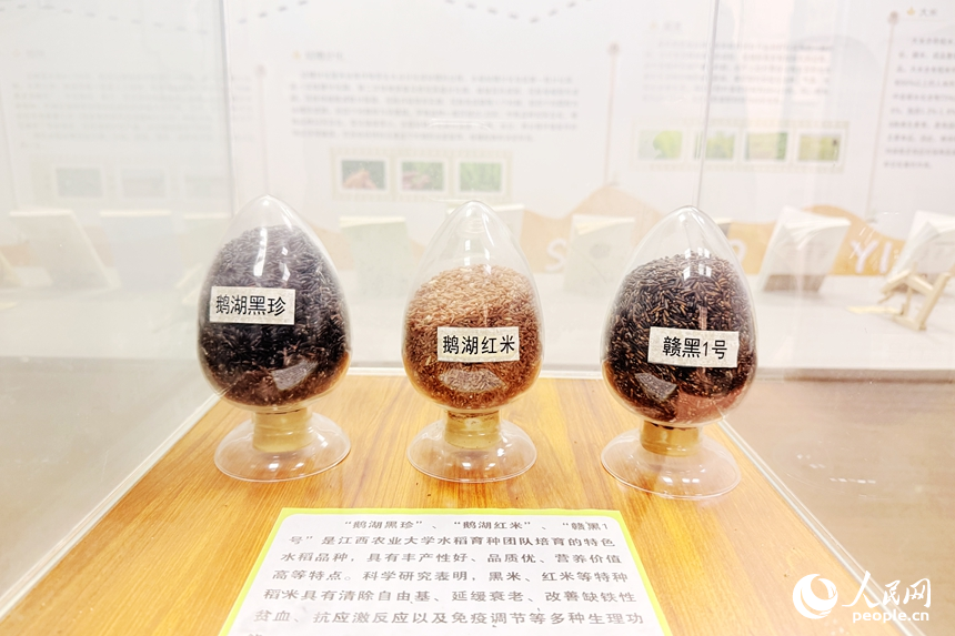 上高縣水稻科技小院科普展覽室內，多項研究成果集中展示。人民網記者邱燁攝