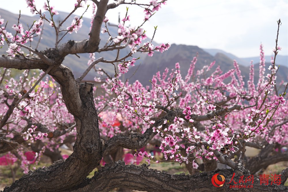 桃花源美景。人民網 顧斐菲攝