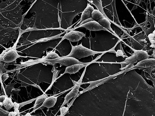 图片来源:David Scharf