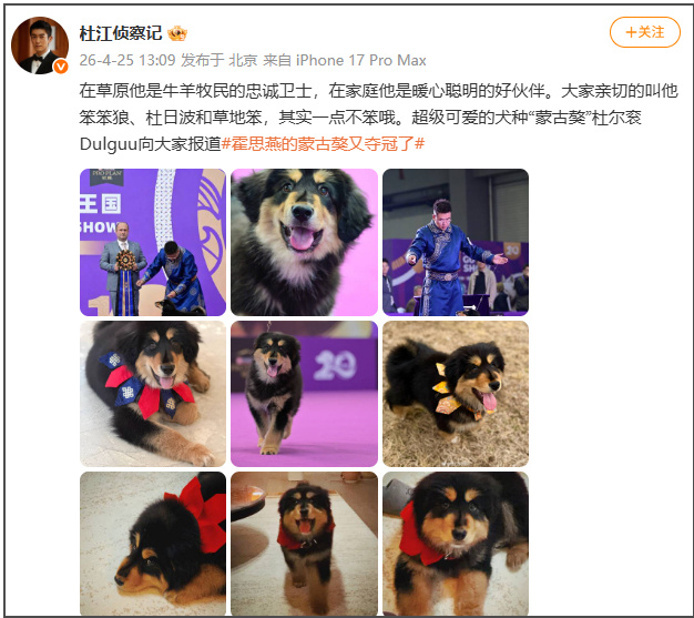 恭喜！演员霍思燕的蒙古獒在青岛夺冠，“打破欧美长期垄断”
