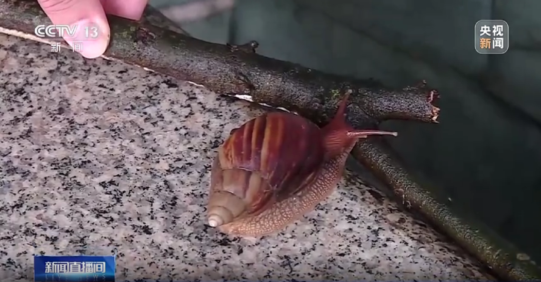 千万别碰！携带大量寄生虫