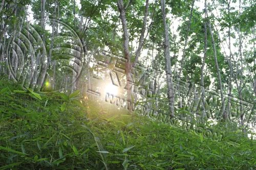 美国2026年1-3月橡胶轮胎进口量同比降4%
