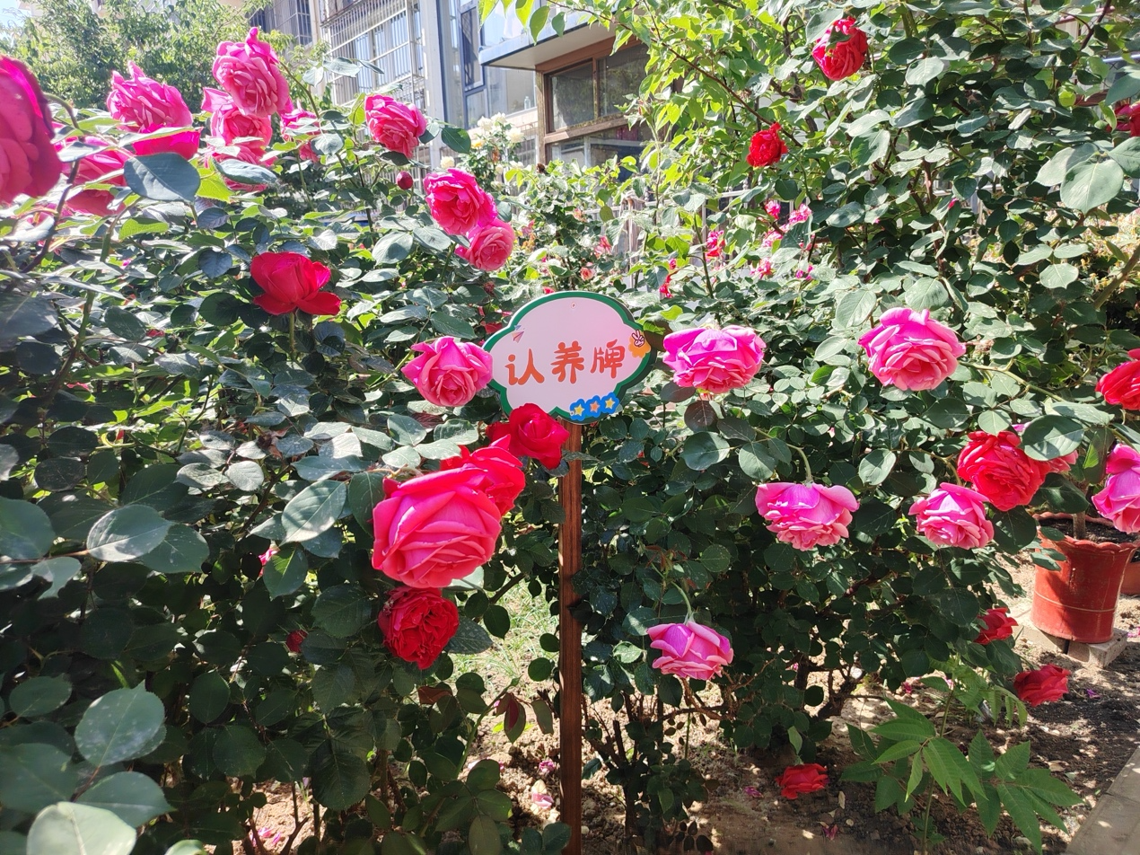 「小花園」前豎著認養牌。石園街道供圖