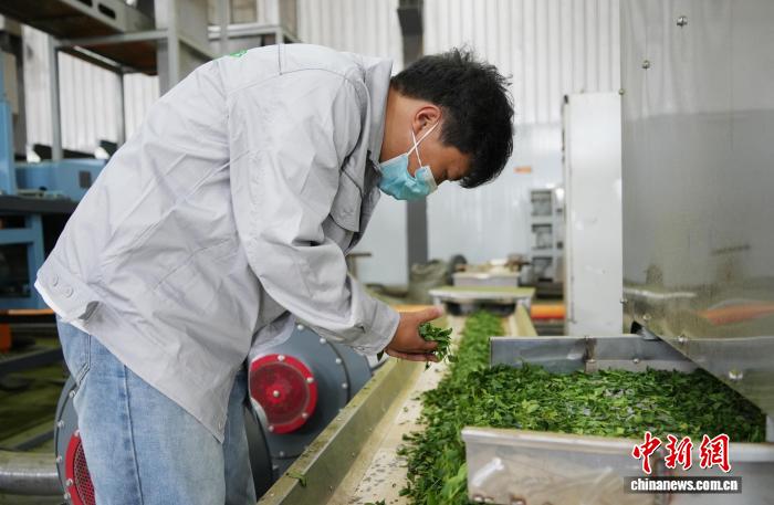 圖為工作人員在貴州省德江縣一家碾茶加工廠內查看加工的抹茶茶青。記者 周燕玲 攝