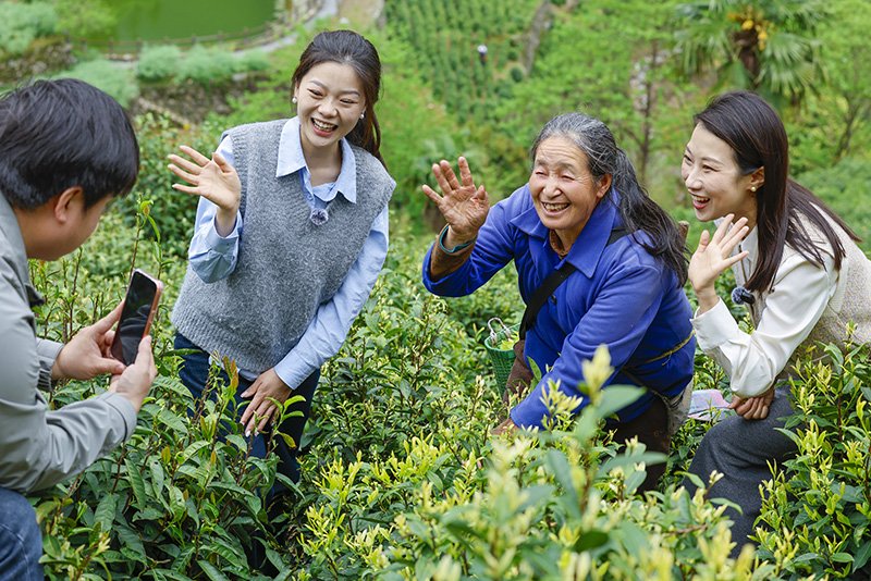 直播間把鏡頭架到了茶園。施亞磊攝