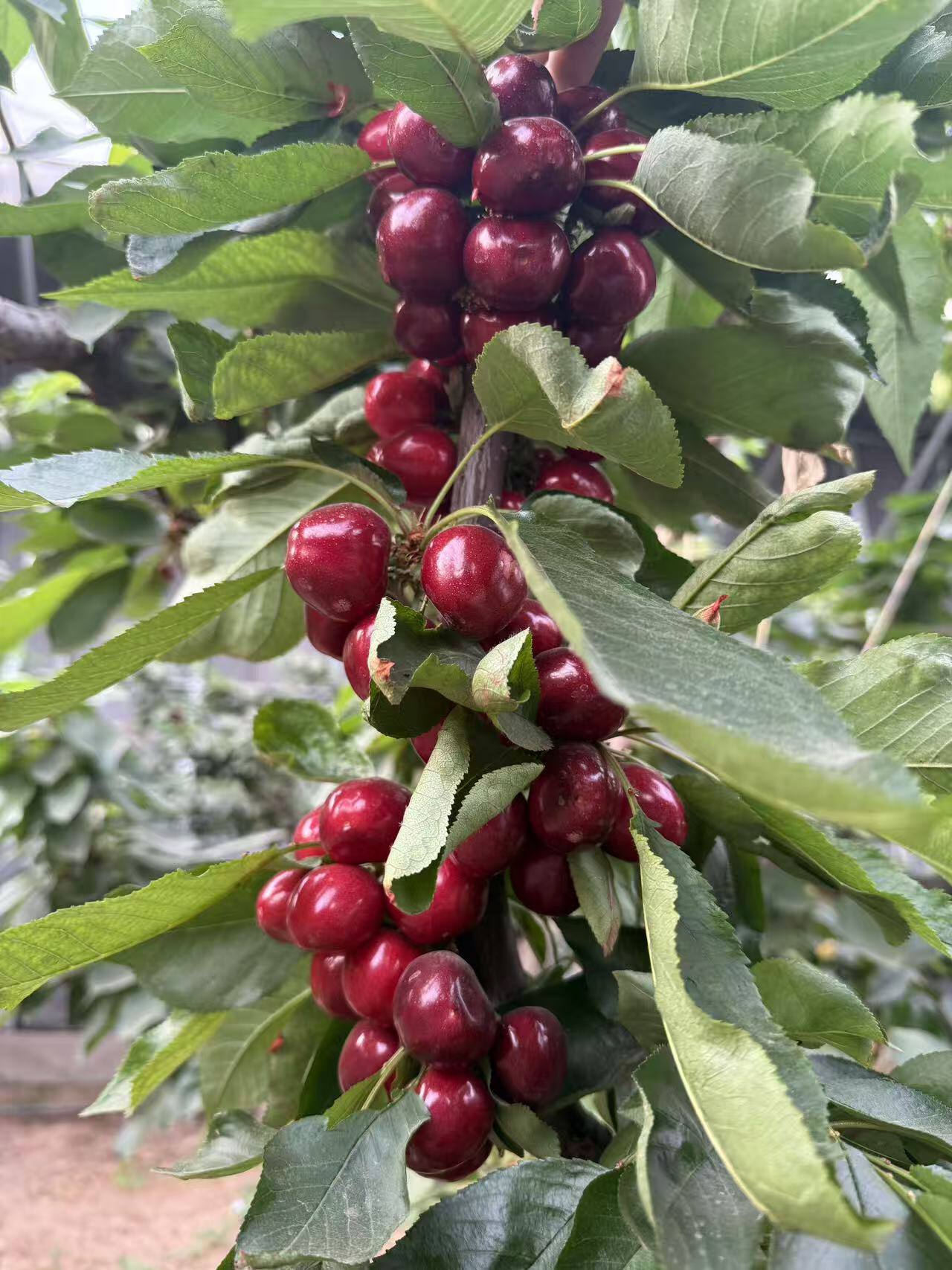 麗江融媒 張小秋 攝