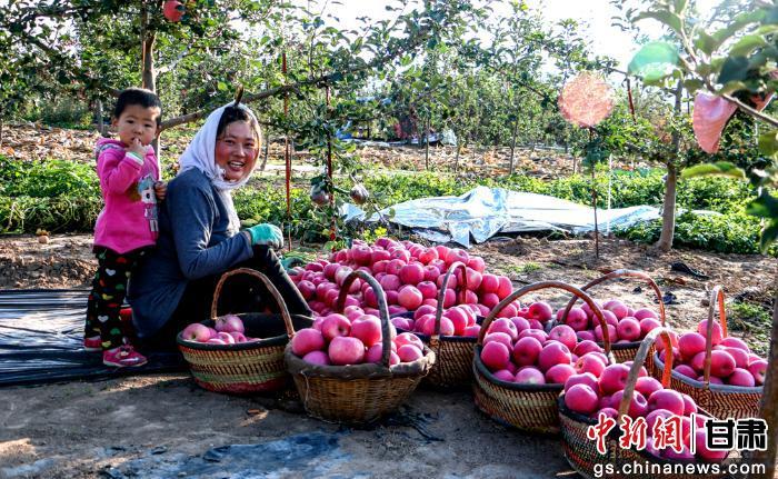 圖為農戶採摘蘋果。(資料圖) 董春輝 攝
