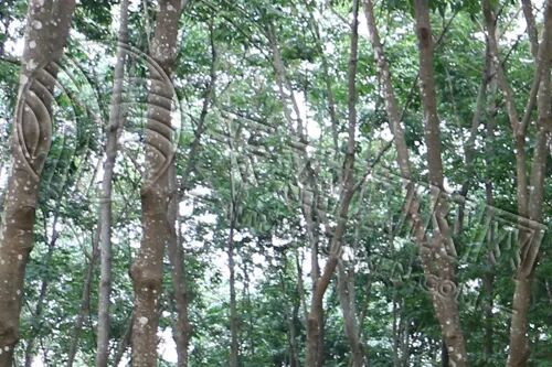 轿车胎vs重卡胎：同样用天然橡胶，核心要求差在哪？
