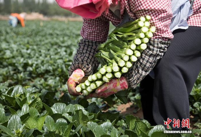工人採收蔬菜。中新網記者 楊迪 攝