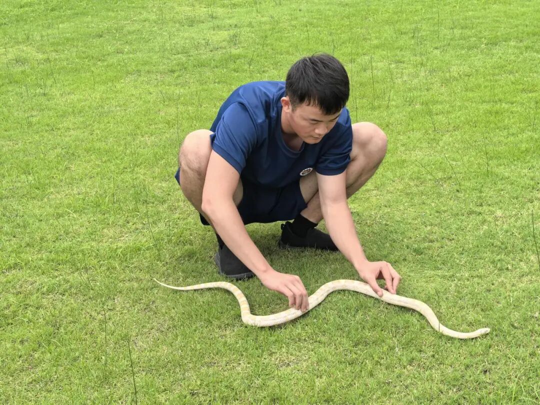 暂养在消防站的白蛇。塘栖消防站供图