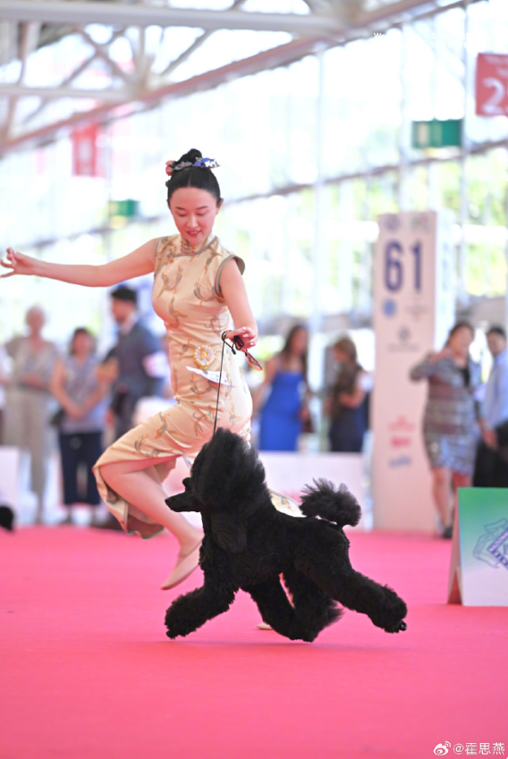 霍思燕晒图报喜，穿旗袍牵“霍蜜蜡”在国际犬赛夺冠！“我们中国团队取得前所未有的好成绩”