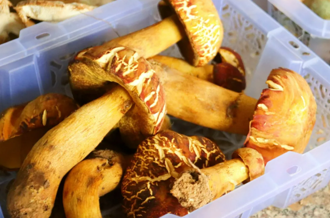 野生菌尝鲜正当时！马龙区守护群众“舌尖上的安全”