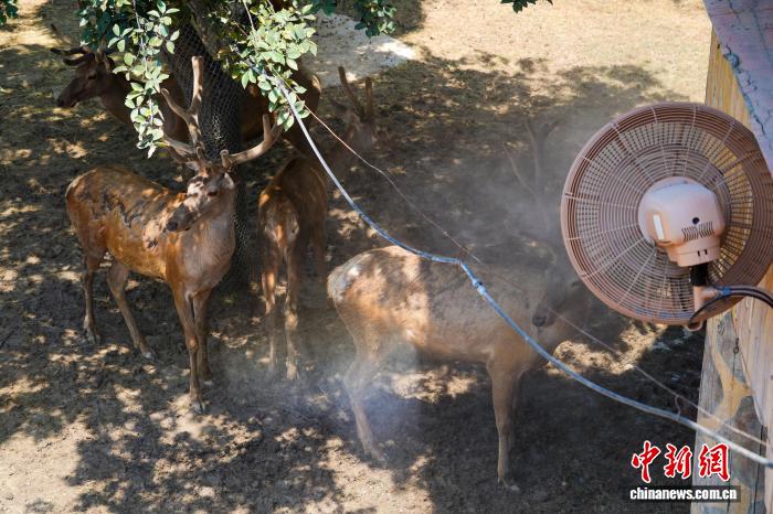 圖為馬鹿在噴淋設備旁消暑降溫。夏青華 攝