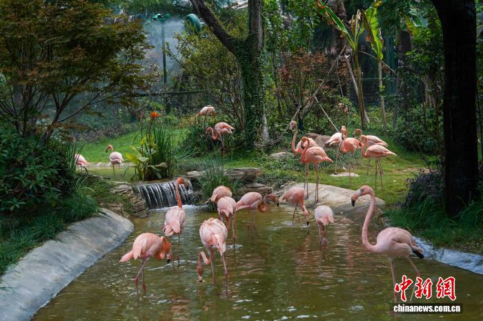 圖為火烈鳥在水中消暑降溫。夏青華 攝