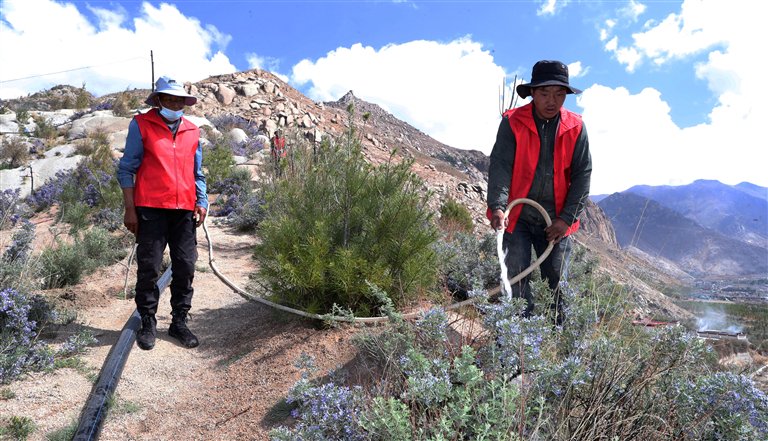 圖為南北山綠化工程的工作人員正在給綠植澆水。