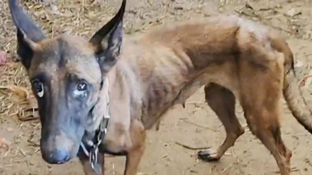 被洪水冲走失联10天，马犬“战狼”历尽艰辛自行回家，暴瘦20多斤，重逢时主人和狗双双落泪