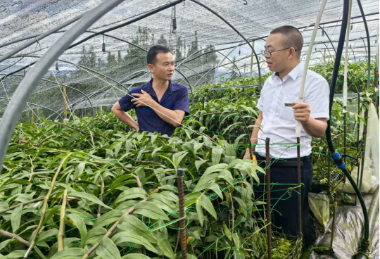 龙陵农商行：普惠金融助力县域经济多元化发展