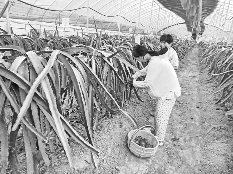 火龙果飘香采摘忙