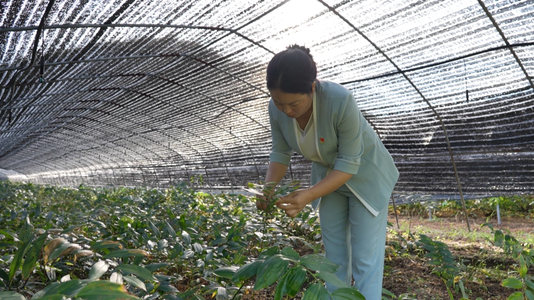 卫琳洁: 依托红色底蕴做强特色产业 两河口村绘就富民新图景