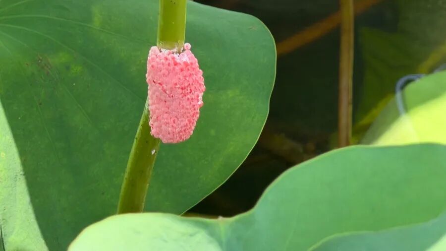 密密麻麻！上海公园里这种粉色“小草莓”不要碰