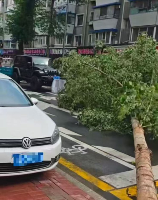 果断出手移倒树！为长春90后越野女车主点赞！