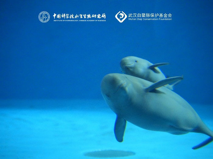 图：江豚妈妈“福久”和新生幼豚