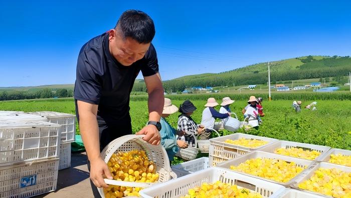 内蒙古莫力达瓦达斡尔族自治旗：黄菇娘变身“金豆子”特色产业赋能乡村振兴